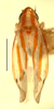 Habitus, dorsal view on Erythridula volucris (Beamer, 1930): Habitus (holotype, INHS collection). (Observation).