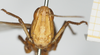 CollectionObject 1581312; b82e09b1-74d4-4b48-87f6-5709a98ac2c5, NHMUK10924578: female, frontal view. (CollectionObject).