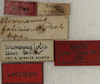 CollectionObject 1534985; 2f802408-bd8d-4f26-a249-374b737cfa54: labels (lectotype of Uromenus foliaceus). (CollectionObject).