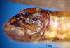 CollectionObject 1530711; 979a0570-4c68-43d3-a175-b5c6a55d76cb, DORSA SAeumbolHTM: male abdomen tip (holotype of Eumastax boliviana). (CollectionObject).