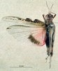 CollectionObject 1537917; 2d7171d1-727a-4786-b32f-02886cdccf41: female, dorsal view. (CollectionObject).