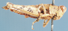 Ophthalmothericles variegatus Descamps, 1977: lateral view. (Otu).