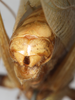 CollectionObject 1531549; NMW 16567, 80a718bc-8b25-477f-bae3-b4d7dcf80616: male abdomen tip, caudal view (syntype). (CollectionObject).