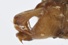 Male genital capsule, lateral view: !! display not done !! on Varma fervens (Walker, 1857): lateral view. (Observation).