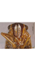 Head: !! display not done !! on Evacanthus hairus Li & Wang, 1996: face. (Observation).