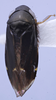 Habitus, dorsal view: (Observation).