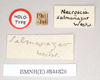 CollectionObject 1561863; NHMUK(SF IMPORT DUPLICATE) 844826, b4146294-8c98-4a66-910c-b6e6175de207: copyright Natural History Museum, London. female, data labels of Necroscia salmanazar (holotype). (CollectionObject).