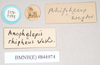 CollectionObject 1556952; NHMUK(SF IMPORT DUPLICATE) 844974-844975, a895fb1e-3f78-4fd2-b3a3-929a25a06fb2: copyright Natural History Museum, London. female, data labels of Anophelepis rhipheus (syntype). (CollectionObject).
