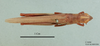 Tropidopola cylindrica obtusa Uvarov, 1922: female, dorsal view (holotype). (Otu).