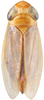 Habitus, dorsal view: Habitus, dorsal view (male). (Observation).