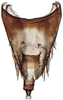 Pygofer, dorsal view: Hecalus hamiltoni, pygofer, dorsally (INHS). (Observation).