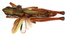CollectionObject 1499472; 06991e63-b93d-4848-a3ba-eb91323316ba: male, dorsal view (holotype). (CollectionObject).