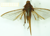 CollectionObject 1531572; 94b0910f-6db8-4a01-8d1e-3b104822eb17: female, dorsal view (syntype of Criotettix saginatus). (CollectionObject).