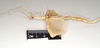CollectionObject 1562007; bf9e0dbf-20a9-4e8b-ac10-07475d47ac89: copyright Natural History Museum, London. female, lateral view of Necroscia carterus (syntype). (CollectionObject).