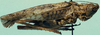 CollectionObject 1533105; cfb2d1c0-48e1-4fbb-8b46-16e3afccccdb: male (holotype). (CollectionObject).