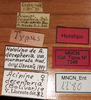 CollectionObject 1496461; f978ed96-2053-4603-8175-59510b62354a, MNCN7346: labels (holotype). (CollectionObject).