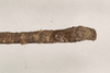 CollectionObject 1560435; dd64b8db-542d-499b-9925-069a0d78b473: copyright Natural History Museum, London. male: end of abdomen, ventral view (syntype). (CollectionObject).;CollectionObject 1560436; fb5361fa-2dec-4ea9-876a-b1c5e236ef61: copyright Natural History Museum, London. male: end of abdomen, ventral view (syntype). (CollectionObject).