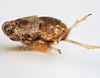 Habitus, lateral view: !! display not done !! on Pissonotus frontalis (Crawford, 1914): (Observation).