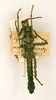CollectionObject 1560972; ec60e166-052f-4a8a-9fb5-0abeebf275aa: copyright ANSP. male (holotype). (CollectionObject).