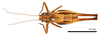 CollectionObject 1516795; fc0c1e55-85e3-4449-a7d3-7326f40ec5f1: male, dorsal view (syntype). (CollectionObject).