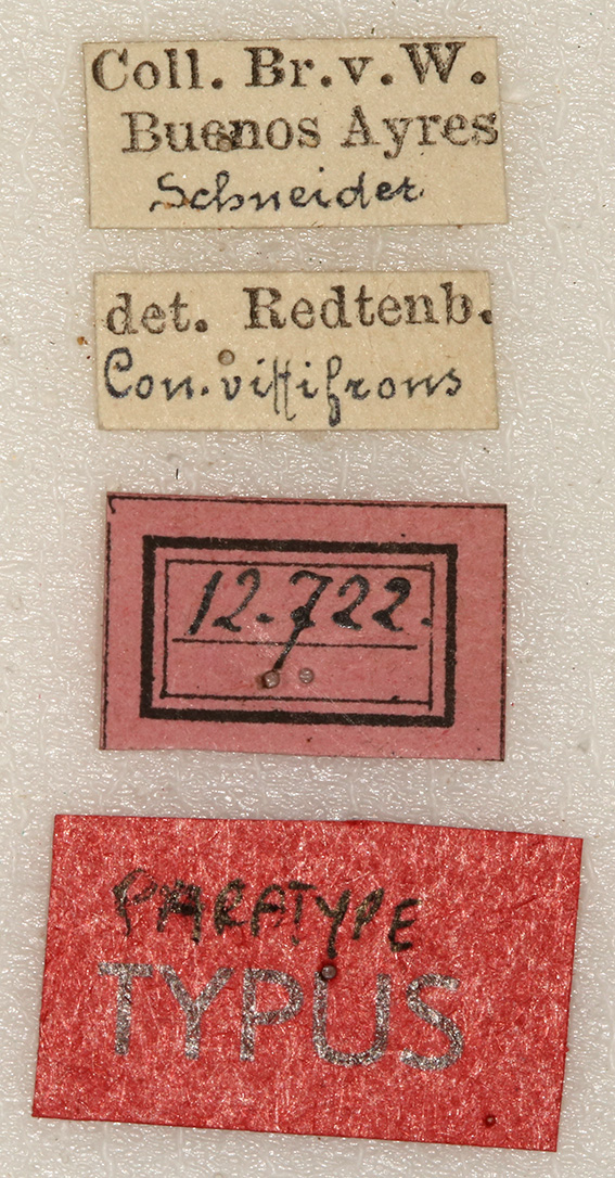 labels (syntype). Depicts CollectionObject 1589282; NMW 12722, f947b954-91ac-4fee-825f-237f3d87d914, a CollectionObject.