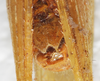 CollectionObject 1576557; 8d55a461-b6e6-477f-9612-240304d2ec3c: male abdomen tip, ventral view. (CollectionObject).
