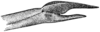 Gryllita arizonae Hebard, 1935: Pl. 7 fig. 8. female, distal portion of ovipositor, lateral view. (Otu).