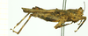CollectionObject 1532929; bd45044c-377f-4903-9dcb-092866d5a0c3: male, lateral view (no type). (CollectionObject).