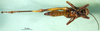 CollectionObject 1502073; 42309119-281d-4cba-995f-44aef516786e, DORSA BA000261S02: female, ventral view (syntype). (CollectionObject).