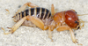 CollectionObject 2782056; CAS Entomology type 20156, cd7f2d3b-6b7e-440d-a7da-161958b0a202: (CollectionObject).