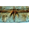 Ovipositor on Bretega orbiverpa Stiller, 2017: Ovipositor. (Observation).