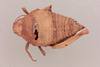 CollectionObject 2045660; 974fde1a-1afb-4c9e-9815-0636ed95eaf5, NHMUK015982291: female, dorsal view (paralectotype). (CollectionObject).