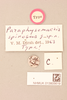 CollectionObject 1518329; 548e3994-ecd9-4443-940c-c55c94b2010c, NHMUK013805619: labels (holotype). (CollectionObject).
