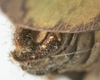 CollectionObject 1541600; b912425d-c77e-45a8-9ab5-38ab55e5656f, MNHN-EO-ENSIF1612: male cerci (paratype of permaculata). (CollectionObject).