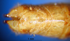 CollectionObject 1530825; 6e715dd5-a6ac-4f7a-91b4-fa714d9bddda: female, epiproct (syntype). (CollectionObject).