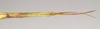 CollectionObject 1558546; NHMUK(SF IMPORT DUPLICATE) 845092, 84baf0d9-8a60-4458-be6f-95f9f040b758: copyright Natural History Museum, London. female: end of abdomen, ventral view (holotype). (CollectionObject).