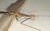 CollectionObject 1558195; NMW 870, eddd9c50-59ca-4179-8450-88e2e23ee6bf: copyright NMW, Vienna. male: head and thorax lateral view of synonym Acrophylla phyllocerca (lectotype), copyright NMW, Vienna. (CollectionObject).