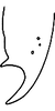 Anal tube processes on Distantasca bulbosa (Dworakowska, 1994): Anal tube process. (Observation).