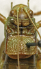 CollectionObject 1535935; c7be4576-e16f-47fe-ab79-c0e06bf541f5: female pronotum, dorsal view (syntype). (CollectionObject).