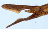 CollectionObject 1504086; f9f3d0a7-3134-4808-a1ed-10cc7e1f6dc4: male cerci (holotype). (CollectionObject).