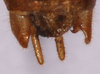 CollectionObject 1479588; 717ca7e9-6b04-449a-915d-019c0410d993, cbt017s06: male abdomen tip, dorsal view (paratype). (CollectionObject).