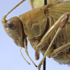 male pronotum, lateral view (holotype) - http://coldb.mnhn.fr/catalognumber/mnhn/eo/ensif799. Depicts CollectionObject 1539794; 4f128563-62e4-4e58-b329-04d6f0dc9366, a CollectionObject.