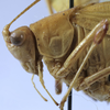 CollectionObject 1539794; 4f128563-62e4-4e58-b329-04d6f0dc9366: male pronotum, lateral view (holotype) - http://coldb.mnhn.fr/catalognumber/mnhn/eo/ensif799. (CollectionObject).