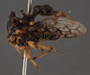 Habitus, lateral view on Eucyphonia nasalis (Stål, 1862): (Observation).
