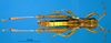 CollectionObject 1521414; fe68ce02-3220-4202-9f87-e3c6ad6f8a03: male, dorsal view (holotype). (CollectionObject).