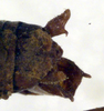 CollectionObject 1502693; e8d990a0-707f-4ee1-8659-00b8e7f400b1: male cerci (paratype). (CollectionObject).