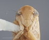 Head: !! display not done !! on Chlorotettix (Chlorotettix) nimbuliferus (Berg, 1884): Head/Face. (Observation).