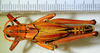 CollectionObject 1564546; bc6fd94f-92f7-41cd-9a1a-7e71d50f5f7d: 2012. male, dorsal view. (CollectionObject).