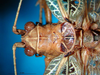 CollectionObject 1502717; 0c99e76a-1bd7-4b36-b92d-10297da655f8: female head and pronotum, dorsal view. (CollectionObject).