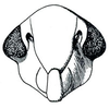 Head: Balclutha punctata, face. (Observation).